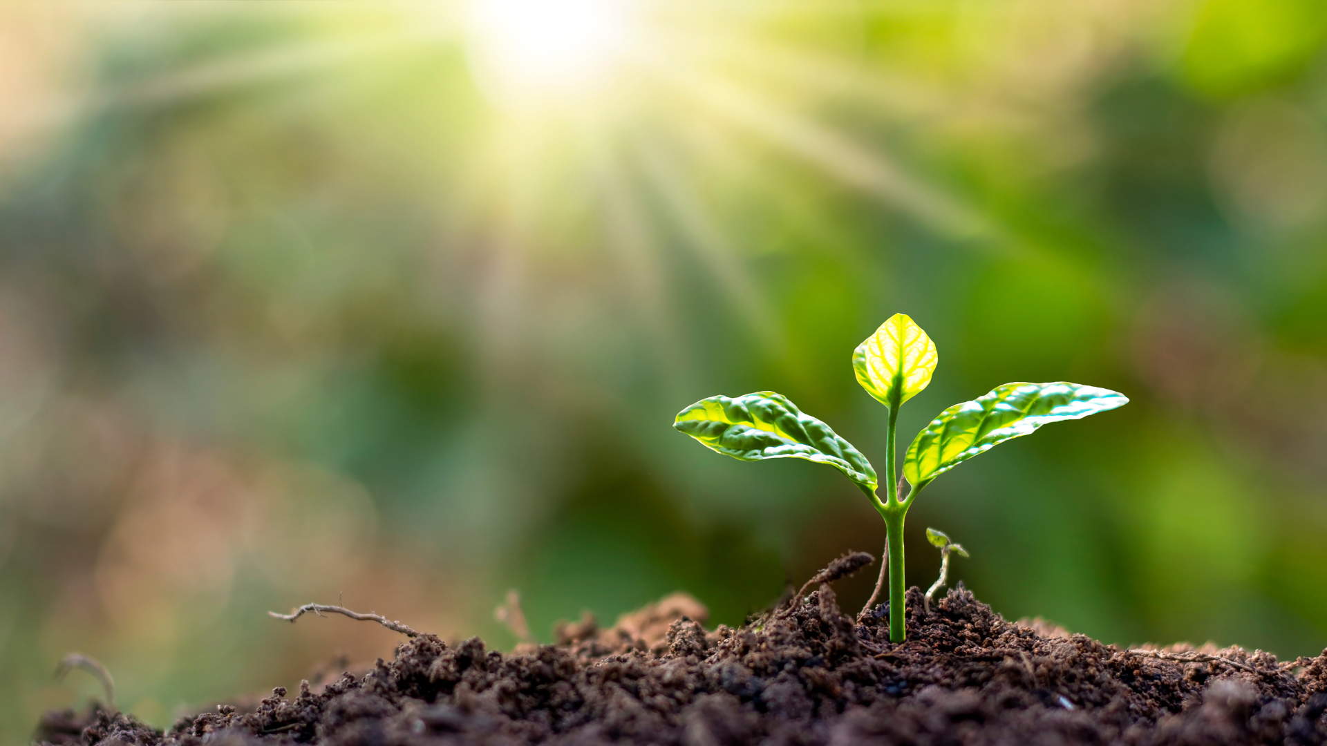 Green sprout growing from soil